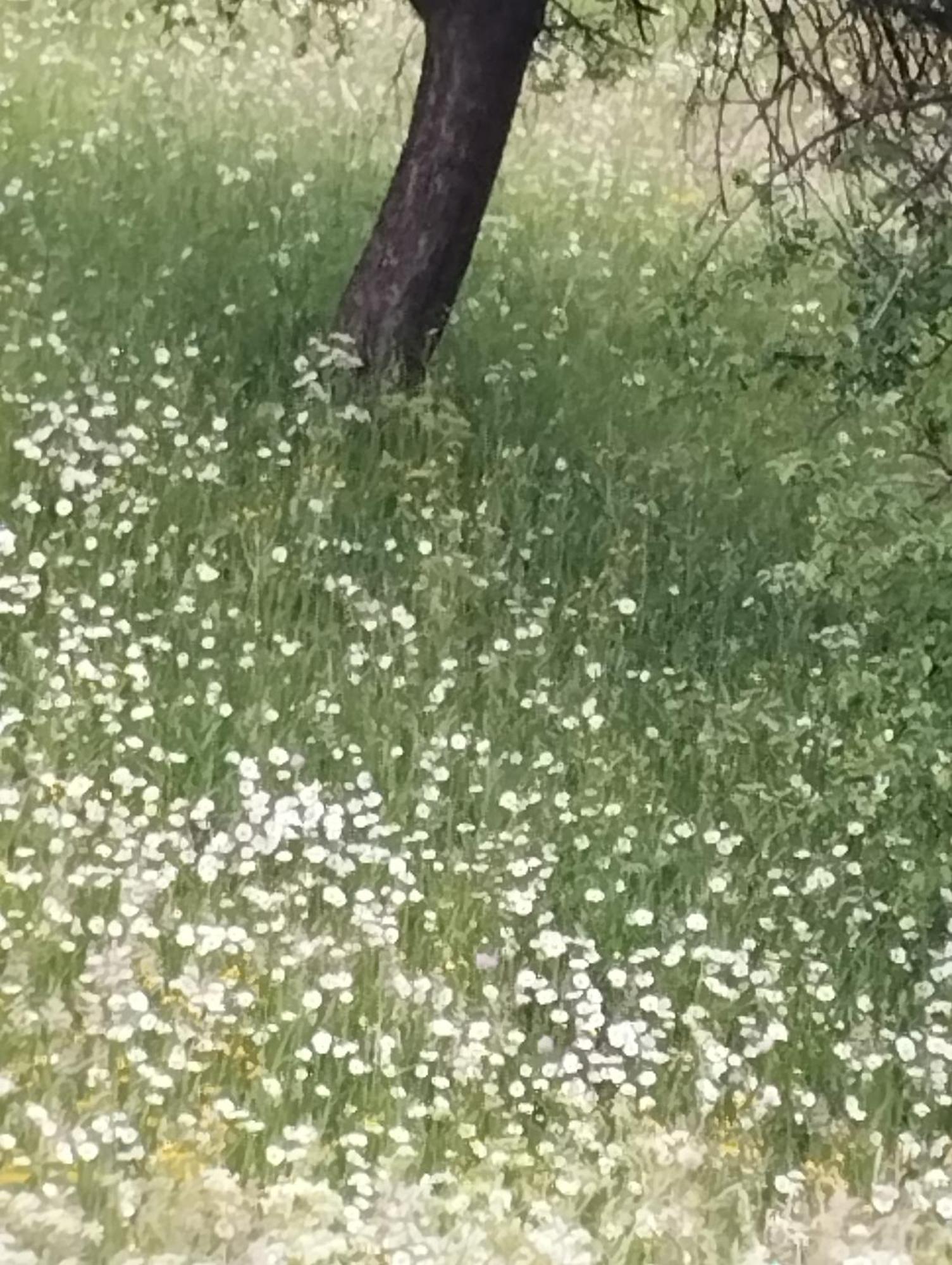 У Ондраша Daire Yasinya Dış mekan fotoğraf